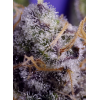 Banana Cream Cake XL Auto